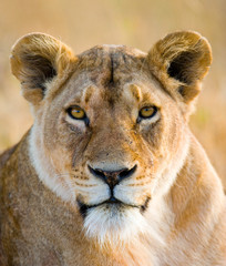 Portrait of a lioness. Close-up. Kenya. Tanzania. Maasai Mara. Serengeti. An excellent illustration. - obrazy, fototapety, plakaty