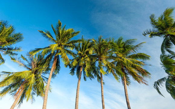Row of tropical palm trees nature background