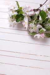 Tender apple blossom  on white painted wooden  planks.