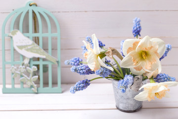 Background with fresh spring blue muscaries  and pink daffodils