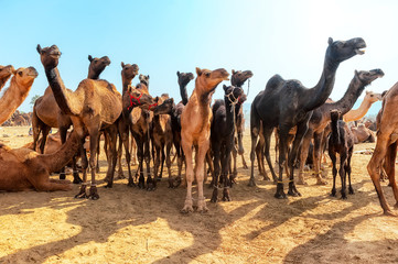 Camels market fair with many animals 