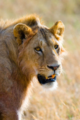 Portrait of a young lion. Kenya. Tanzania. Maasai Mara. Serengeti. An excellent illustration.