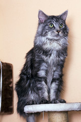 young tabby cat Maine Coon