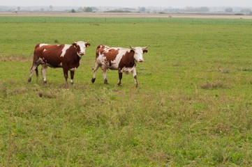 Fototapeta na wymiar Two cows walking on meadow with green grass