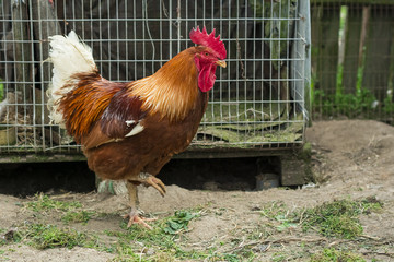 Rooster near cage