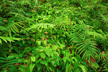 Naklejka na ściany i meble Ferns leaves and other tropical plants create beautiful natural texture background