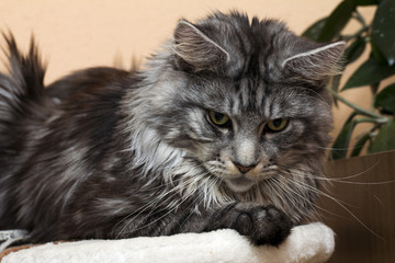 young tabby cat Maine Coon