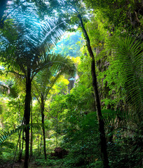 Humid tropical climate of jungle rainforest