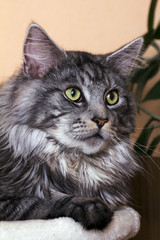 young tabby cat Maine Coon
