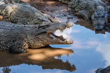 Papier Peint photo Crocodile Group of Cuban Crocodiles ( crocodylus rhombifer).