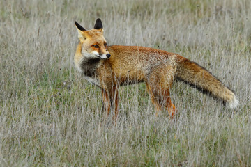 red fox (Vulpes vulpes), looking for food on the prairie