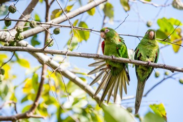 Cuban Parakeet , Aratinga euops, an endemic species of Cuba