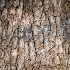 Tree bark texture. Nature wood background