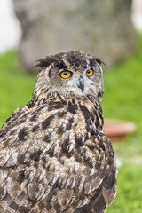 owl in captivity