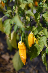 Hot Peppers