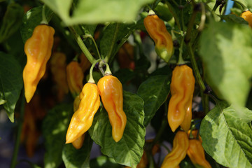 Hot Yellow Peppers