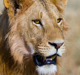 Portrait of a young lion. Kenya. Tanzania. Maasai Mara. Serengeti. An excellent illustration.
