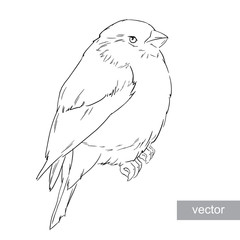 Bullfinch bird winter illustration
