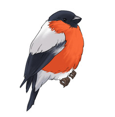 Bullfinch bird winter illustration