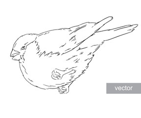 Bullfinch bird winter illustration