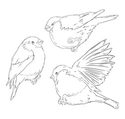 Bullfinch bird winter illustration