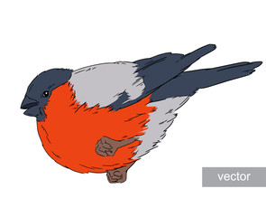 Bullfinch bird winter illustration