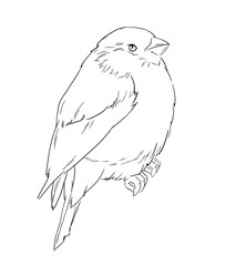 Bullfinch bird winter illustration