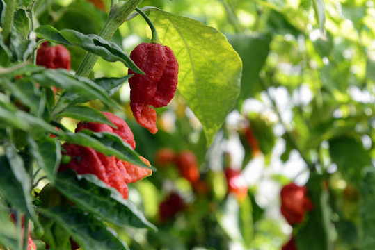 รูปภาพMoruga เลือกดูภาพถ่ายสต็อก เวกเตอร์ และวิดีโอ397 Adobe Stock