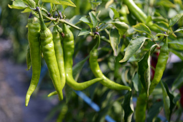Hot Portugal Peppers