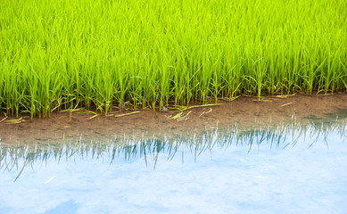 Obraz premium Young fresh rice in water field