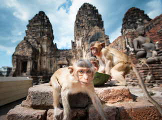 Crab-eating or Long-tailed macaque monkey in Thailand temple in Lopburi