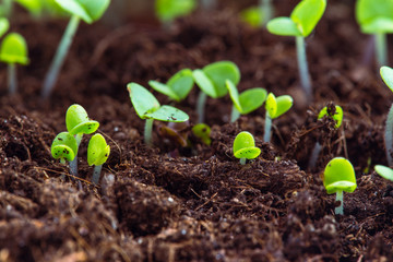 sprout