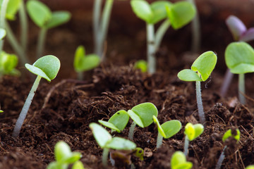 sprout