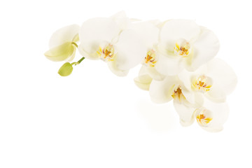 Horizontal branch of white blooming orchids flowers without stem isolated on a white background