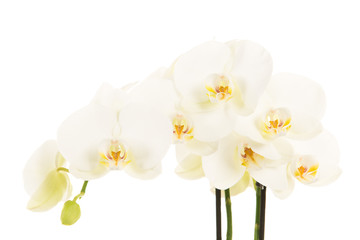 Horizontal branch of white blooming orchids flowers with stem isolated on a white background