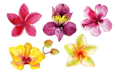 Set of watercolor flowers isolated on white. Hand painted illustration