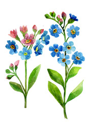 Forget-me-not Flowers