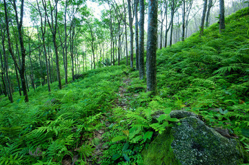 Fototapeta premium Rows of Hevea trees in rubber plantation in Asia
