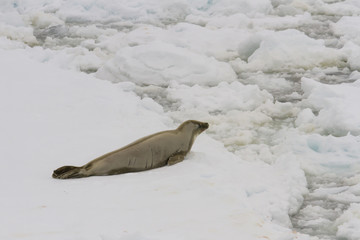 Crab eater seal on ice float, Antarctica © karenfoleyphoto