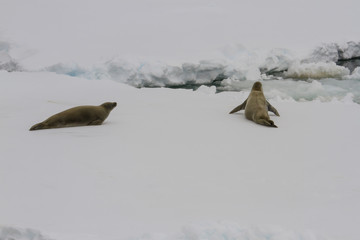 Crab eater seals on ice pack, Antarctica © karenfoleyphoto