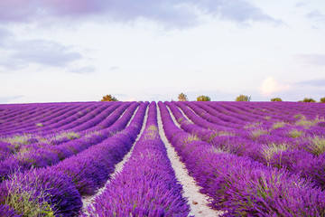 Plakat Lavender fields near Valensole in Provence, France on sunset