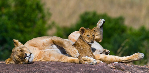 Lioness and her cub on a big rock. National Park. Kenya. Tanzania. Masai Mara. Serengeti. An excellent illustration.