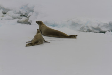Ice float with crab eater seals © karenfoleyphoto