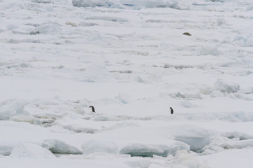 Ice pack with gentoo penguins and weddell seal
