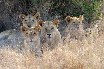 Close lion in National park of Kenya