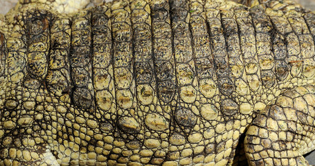 Véritable peau de crocodile