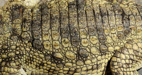 Tableaux ronds sur aluminium brossé Crocodile Véritable peau de crocodile