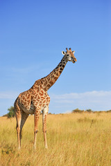Giraffe in National park of Kenya