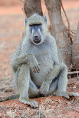 Baboon monkey in National park of Kenya