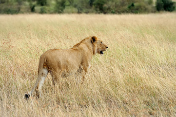 Plakat Close lion in National park of Kenya